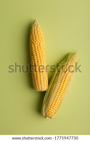fresh two corn cobs at green minimal background. Top view, flat lay, copy space, place for text, concept of delicious harvest healthy food. Picture for sale on harvesting season market