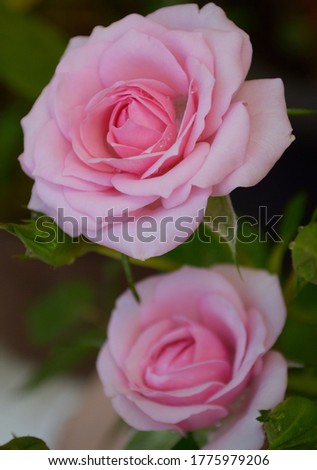 Pink roses with blurred background.