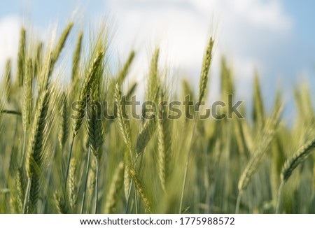 Wheat field in summer. Green field.