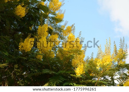 Blossom of beautiful Peltophorum dubium tree with a yellow crown on a brightly green meadow