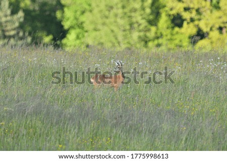 Two deer roe graze in a meadow in tall grass in summer
