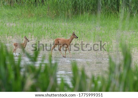 A roe mom and fawn are grazing grass in a swamp by a pond