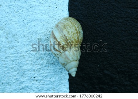 Snail shell with black and white background