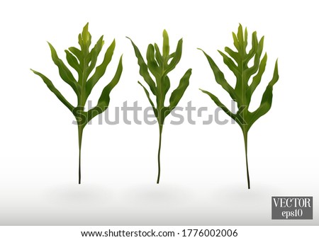 Vector set tropical leaves.fern of Hawaii tree isolated on white background.Jungle exotic leaf philodendron.Illustration for summer tropical paradise advertising design vacation.
