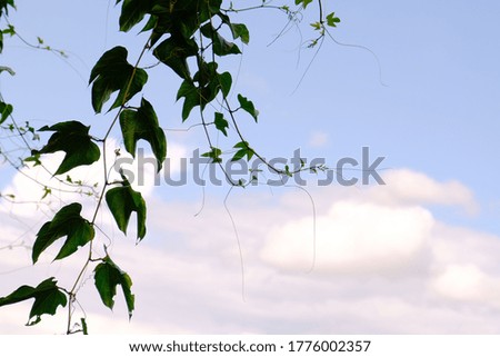 Green leaves background with blue sky. Collage of vine leaves on white background.