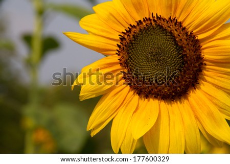 Sunflowers in summer