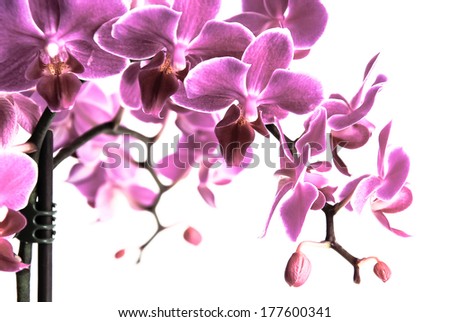 Beautiful purple orchid flowers cluster isolated on white background, in the pantone color of the year 2014, Radiant Orchid 18-3224 colored, toned photo