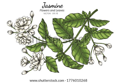 Hand drawn jasmine flower illustration with line art on white backgrounds. 