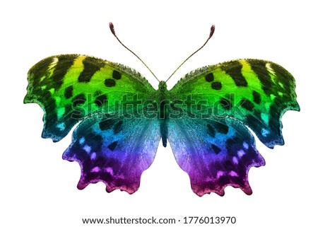 color butterfly isolated on a white background