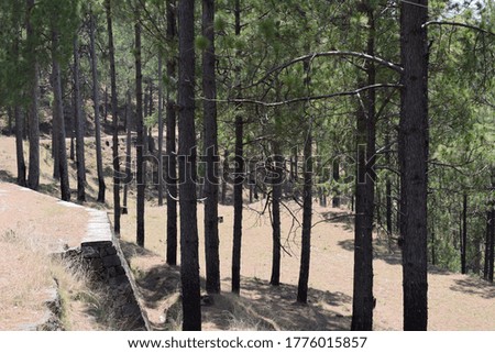 road and trees of pine in village area of Pakistan