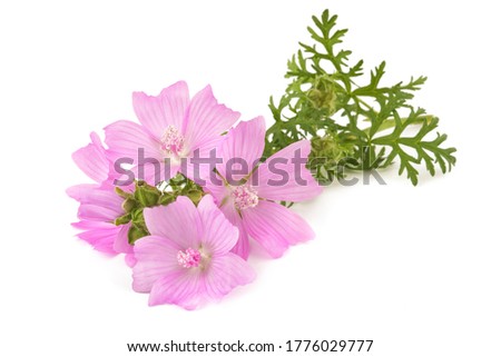 greater musk mallow flowers isolated  on white background Royalty-Free Stock Photo #1776029777