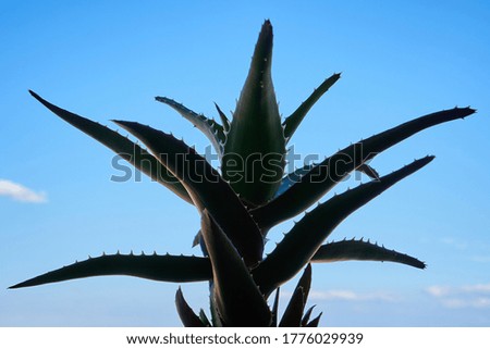 Aloe Vera plant in the balcony