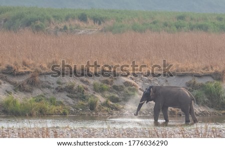 A Male Asiatic Elephant enjoying bath in a river at Jim Corbett National Park