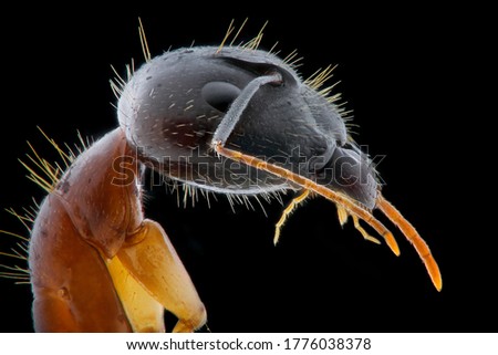fire ant, with a combination of color and fur resembles a needle