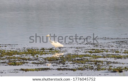duck in the lake beautiful pic, bird in the lake, lake