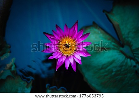 Close up of blooming pink purple waterlily or lotus flower on dark blue water surface background. Natural nature shadows and colors. Floral photography. High quality photo