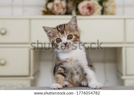 Playful kitten.Cute and interesting.Postcard.Beautiful picture.The kitten is playing