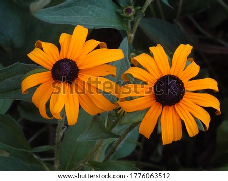 Rudbeckia triloba is a native sunflower family flowering plant, short lived herbaceous perennial. The close up picture is suitable for wall decor frames and educational purpose in Botany.