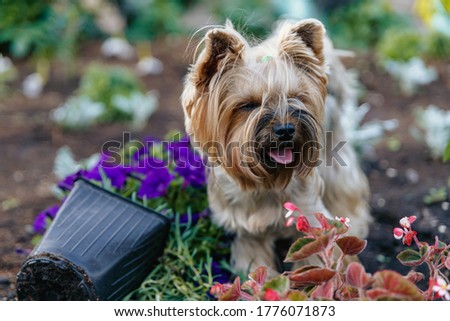 Yorkshire Terrier. Cute tiny dog standing in a flower bed near the overturned pot with a flower.