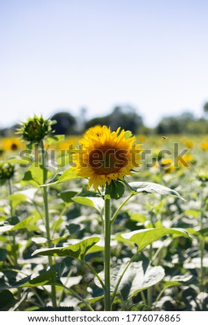 Yellow sunflowers. Beautiful rural landscape of a sunflower field on a sunny day. Sunflower flowers close-up. Beautiful background
