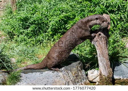 European Otter walking on the rock