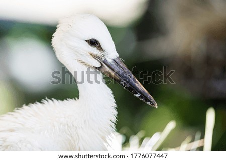 White Stork in the meadow