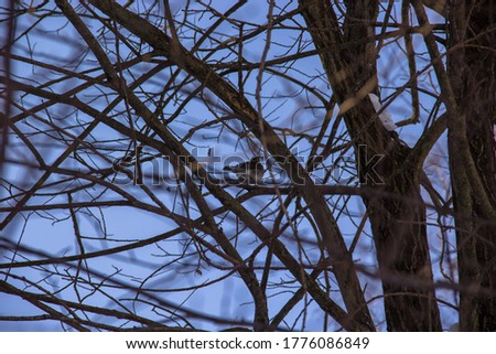 little bird quietly sits in tree branches