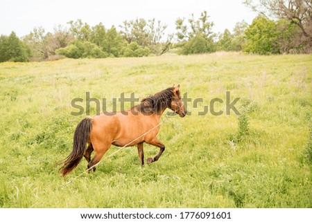 A red horse grazes in a green field on a summer day. Rural scene.