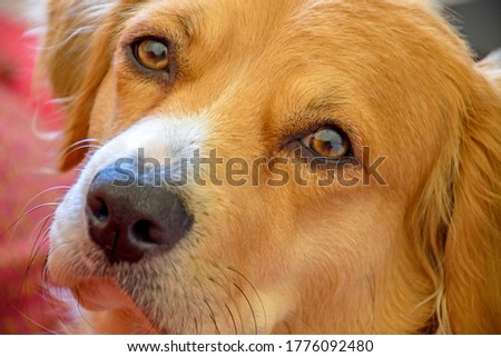Mongrel dog puppy closeup looking curious at the camera