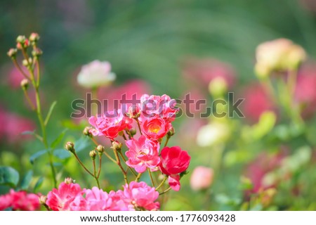 Beautiful pink roses flower in the garden