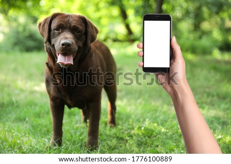 Woman taking photo of cute dog on green grass, closeup. Lovely pet