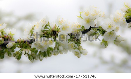 high key soft  picture of apple tree branch with blooming flowers merging with white background