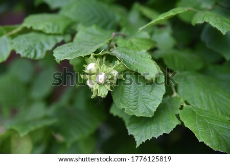 Corylus avellana: hazel fruits grow on a branch in the summer in the garden Royalty-Free Stock Photo #1776125819