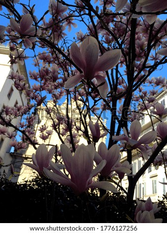 Pink magnolia flowers on tree with building in the background