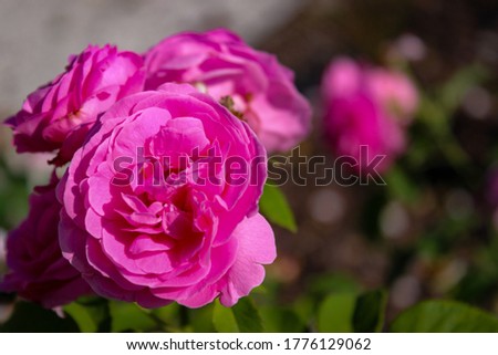 Wonderful Beautiful Pink Rose Flowers