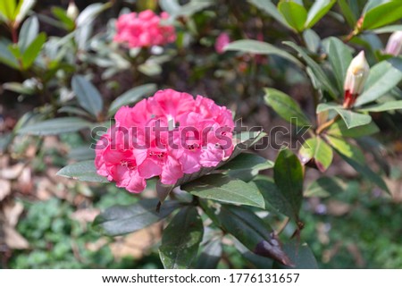 Rhododendron blooming flowers in the spring garden,Chiangmai , Thailand,