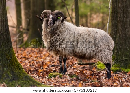 Drenthe heath sheep standing in fall season - Drenthe, Netherlands.