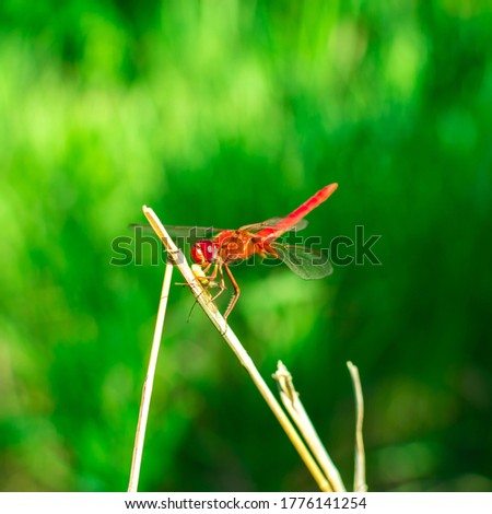 Red dragonfly with wings sits on a branch on a blurred green background. Summer insects.