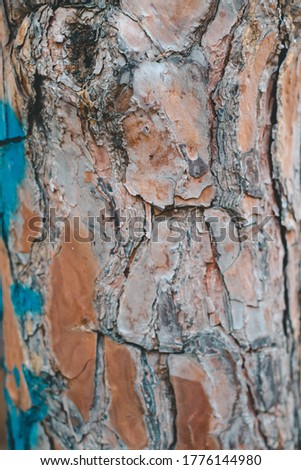 tree bark background view. in the background.