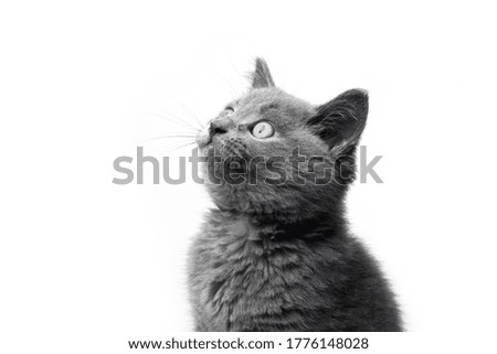 Grey British shorthair kitten portrait