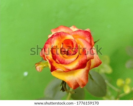 Red roses are one of various types of roses that have beautiful flowers