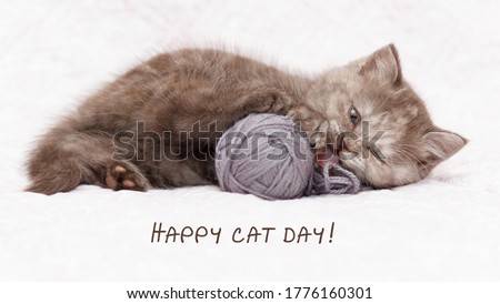 mall gray, brown kitten lies on the bed and plays with a gray ball of wool. Greeting card. Children's joy. International Cat Day, 8th August. Text in picture. Royalty-Free Stock Photo #1776160301