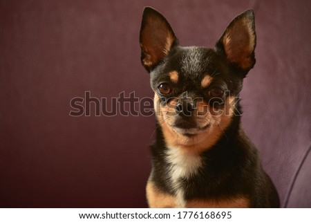 Chihuahua dog in a brown armchair. Chihuahua on a brown sofa. A black-brown-white tricolor Chihuahua dog is resting on a sofa or a armchair. Dog at home. Pet at home.