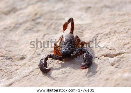 Scorpion DOF