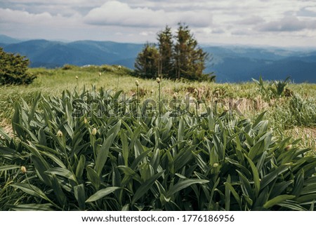 A plant in a field. High quality photo