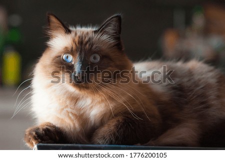portrait of domestic cat in interior