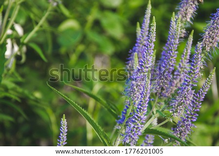 Close up picture of violet flowers on green background. Natural wallpaper with herb. Copy space concept for greeting card. Small flowers with fluffy petals. Fluffy petals on the flower.
