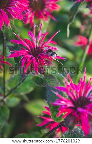 Close up picture of red pink scarlet beebalm flowers on green background with bee on the flower. Wallpaper with unique seasonal flowers as greeting card concept. Natular herb in the garden.