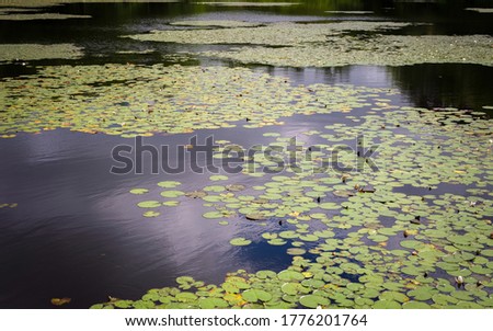Water lily plants blossoming in the tranquil pond