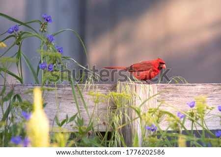 Cardinalis cardinalis perched on a wooden fence post with purple wild flowers in the foreground and some copy space